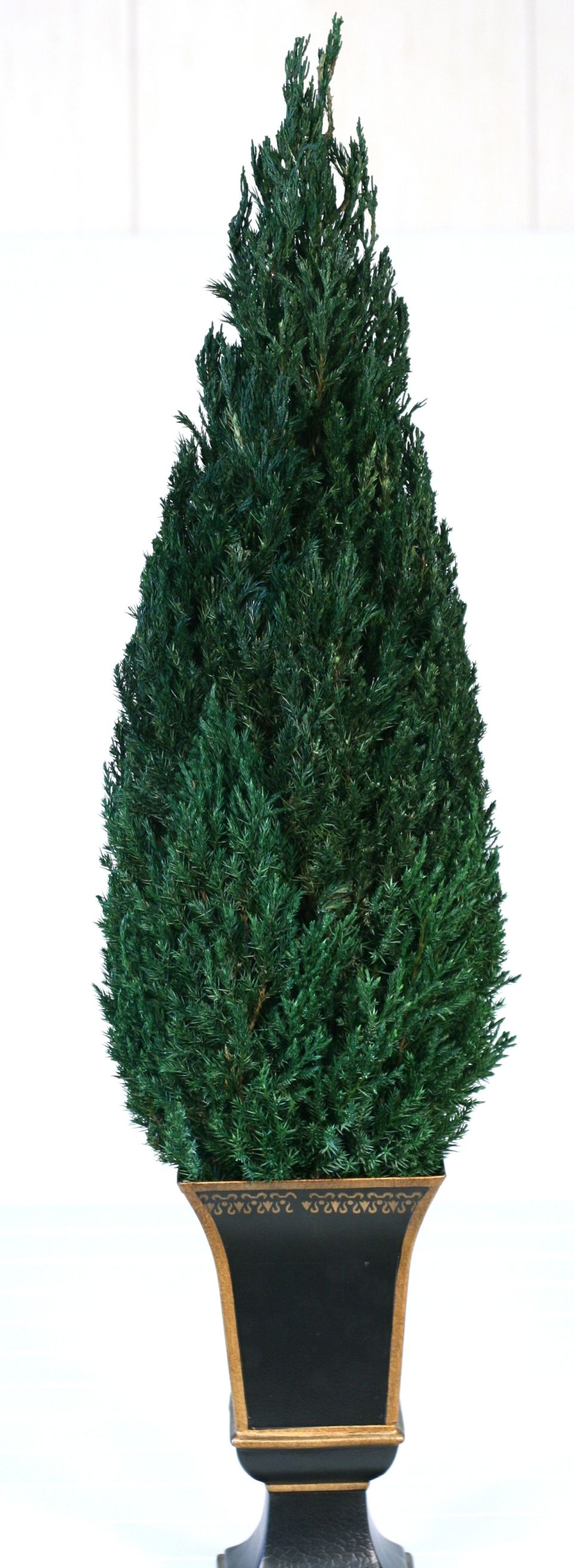 Preserved Cone Topiary - 30"
